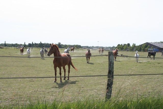 2015-07-06 rando anes (21).JPG